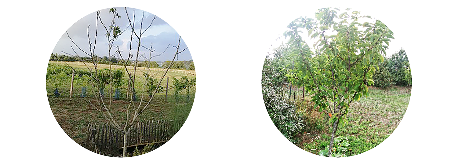 Anwendungsbeispiel Pfirschibaum