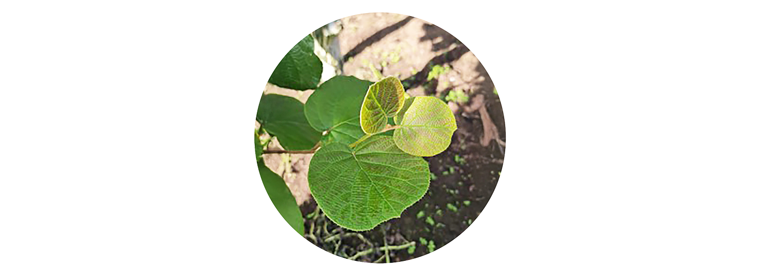 Anwendungsbeispiel Weinrebe