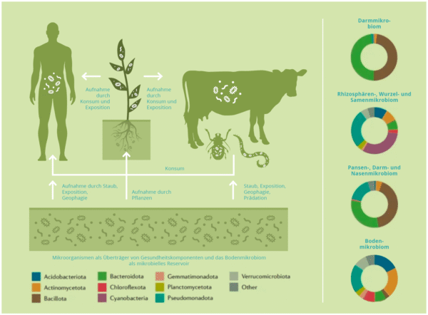 infografik_gesunde-boeden